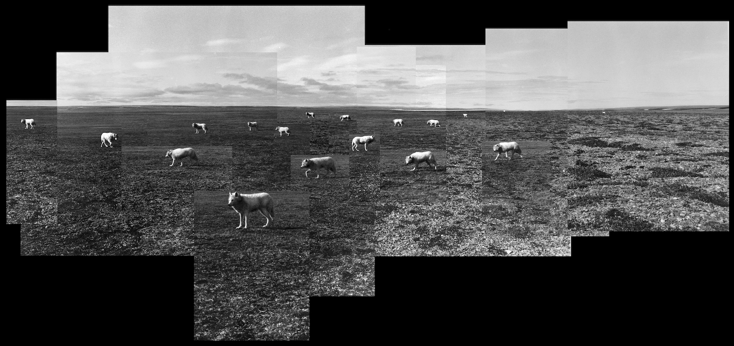 animals